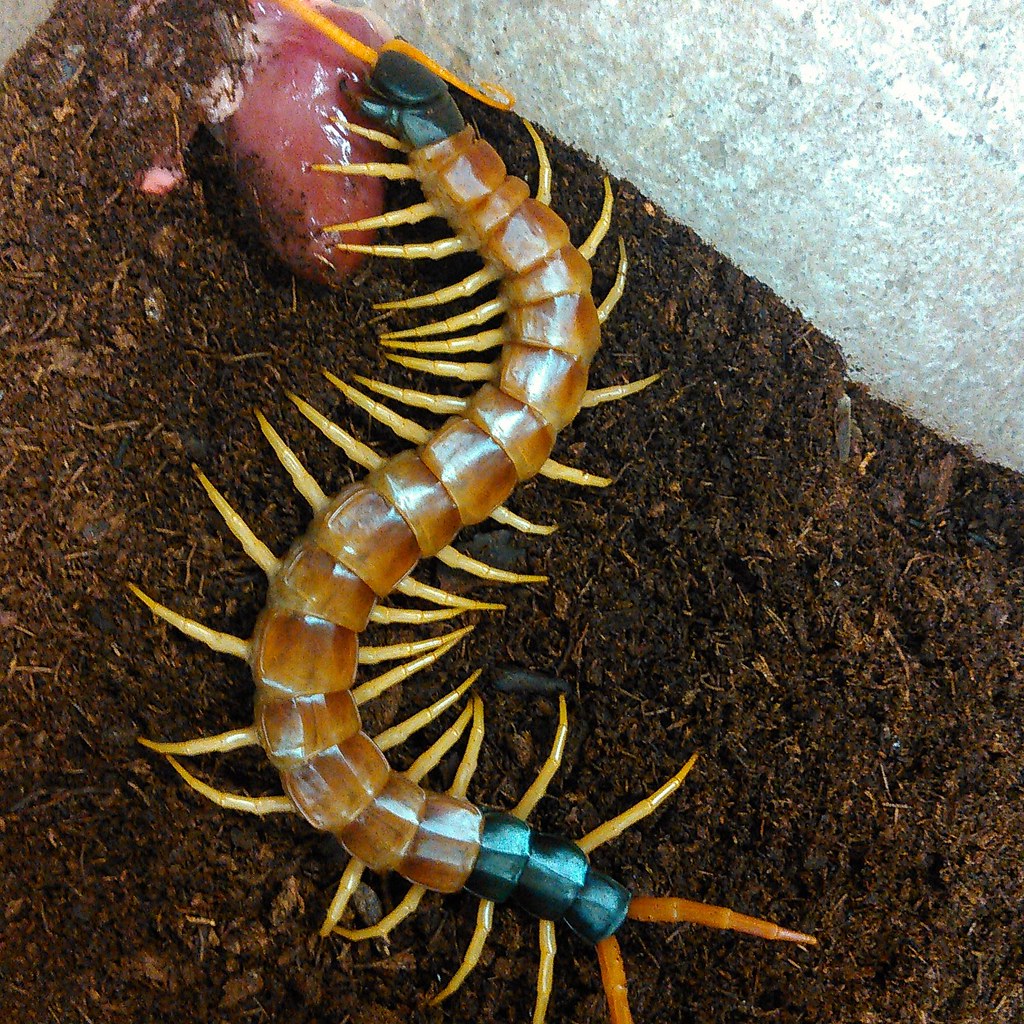 Centipede eating a chicken heart John Flickr