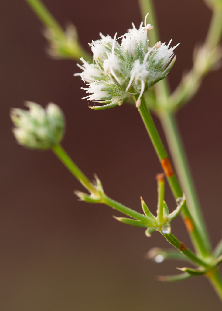 Eryngium cuneifolium (Wedgeleaf eryngo) A Federally and S… Flickr