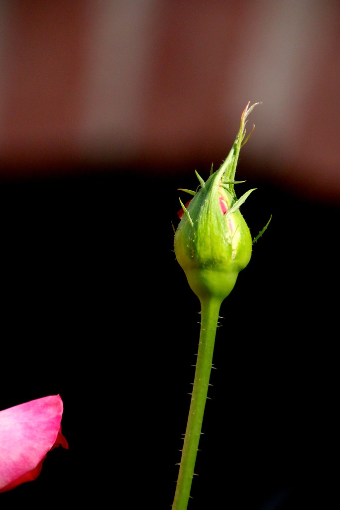 Hi Bud > Rosebud With Spanish NeoColonial Brick Arch3 Flickr