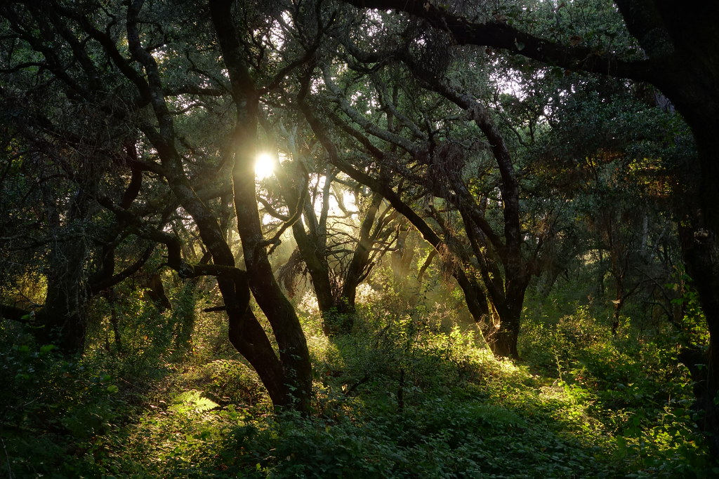 Fairy Forest Felton, California, USA John Harvey Flickr