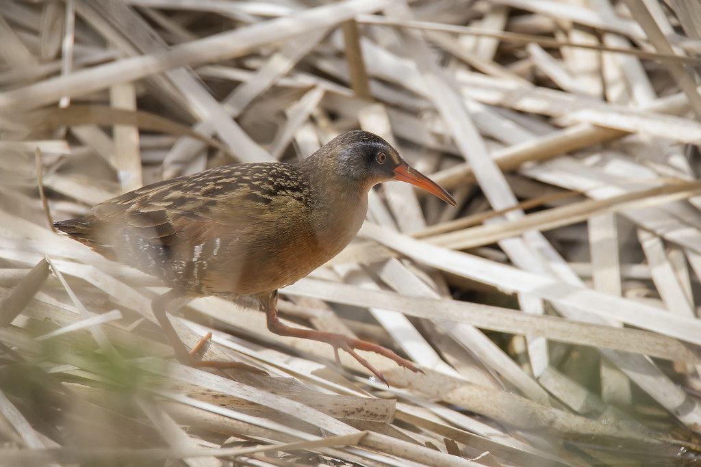 Virginia Rail WilkinsonRenwick Marsh Clare, IL Gadwall85 Flickr