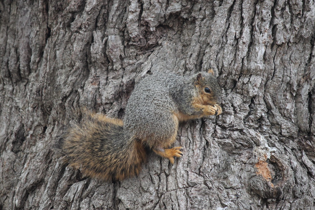 Squirrels at the Ross Bur Oak Tree University of Michiga… Flickr