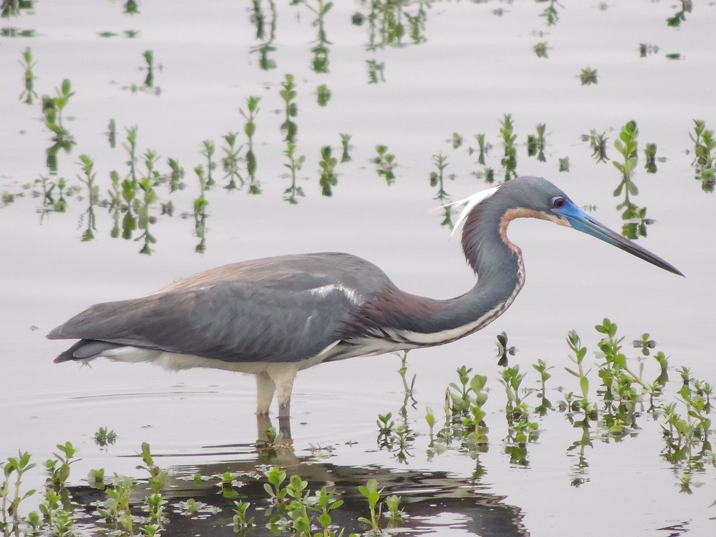 Tricolored Heron Bayou Sauvage NWR, Orleans Parish, Louis… R