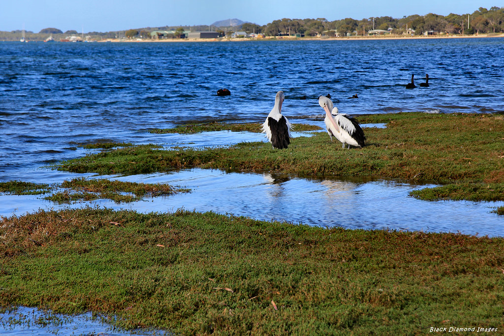 Shores of Eastern Cove at American River, Kangaroo Island,… Flickr