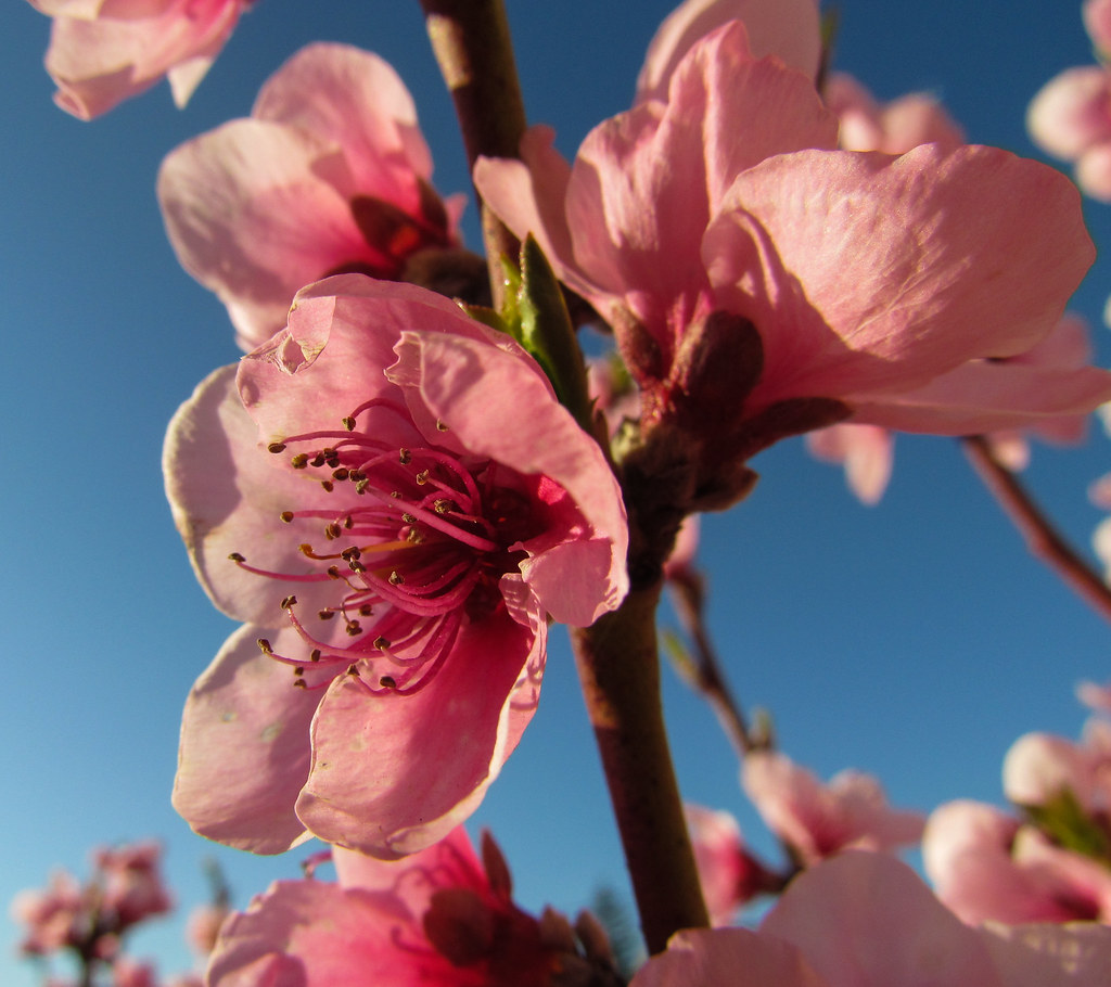 Peach Flower Blooming peach trees are everywhere now and t… Flickr