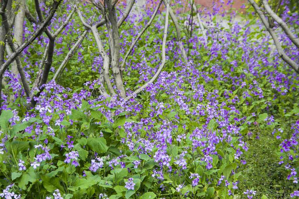 Breath of spring Andy Flickr