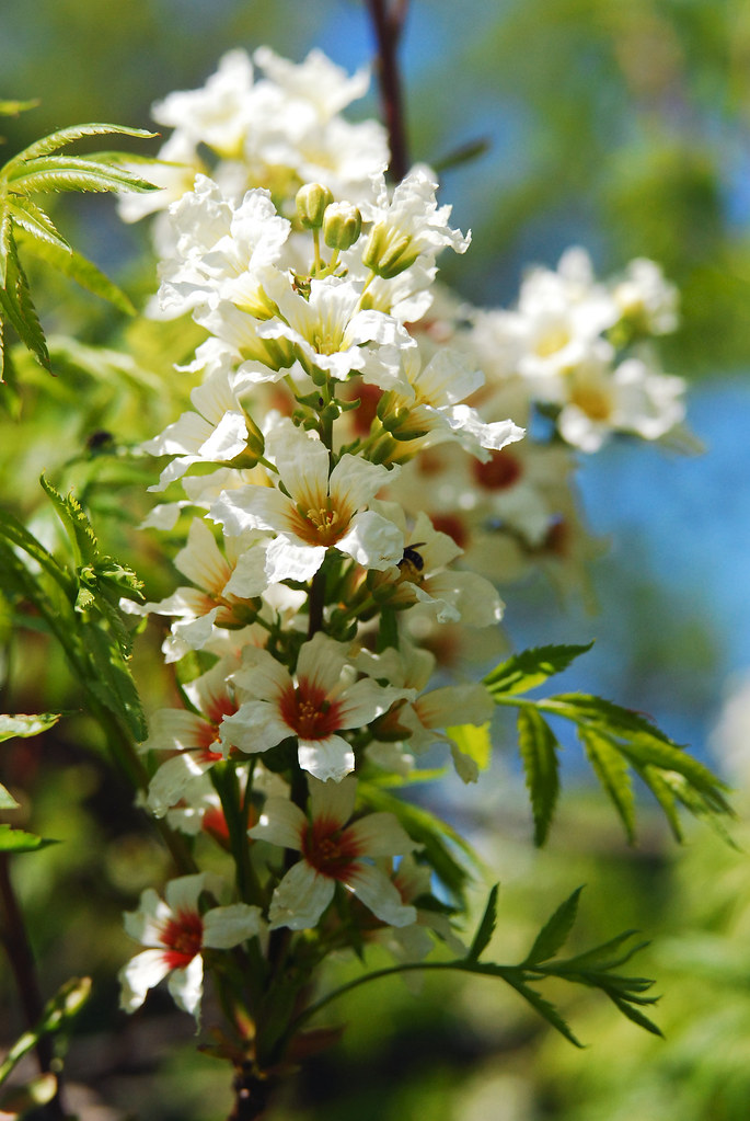 Odessa Botanical Garden Helios442 Tamara Mahomedova Flickr