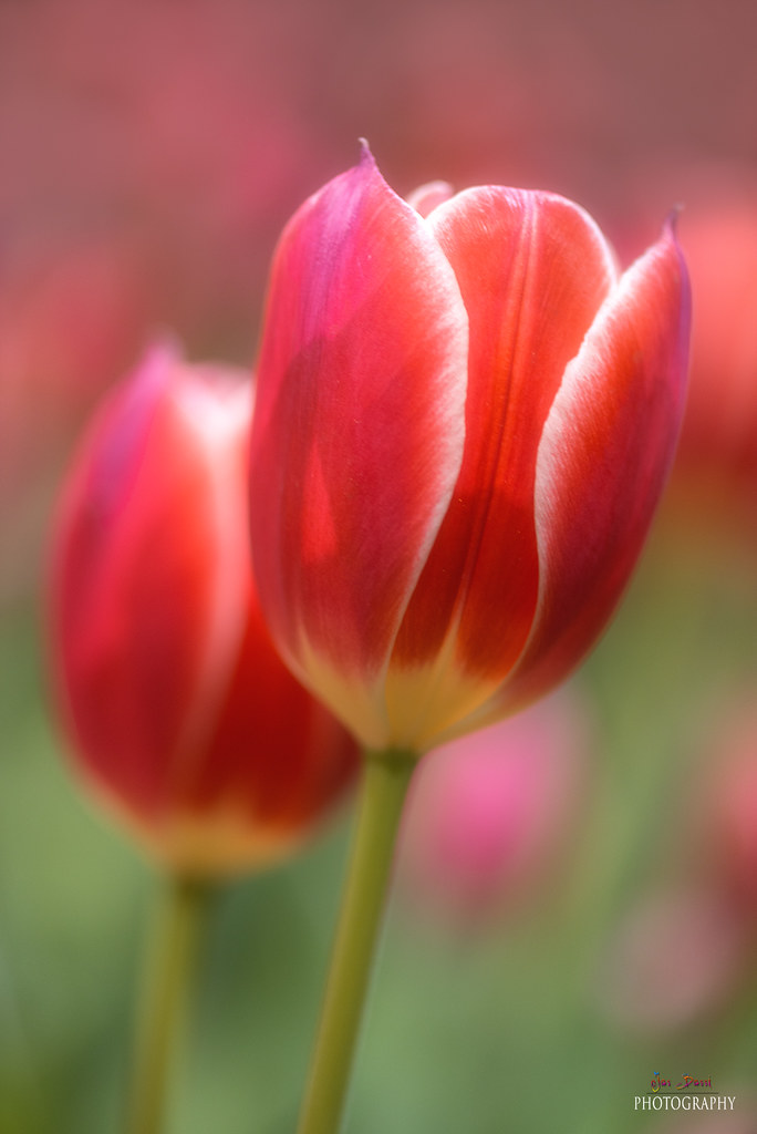 Tulip Philadelphia Flower show 2015 Jas Bassi Flickr