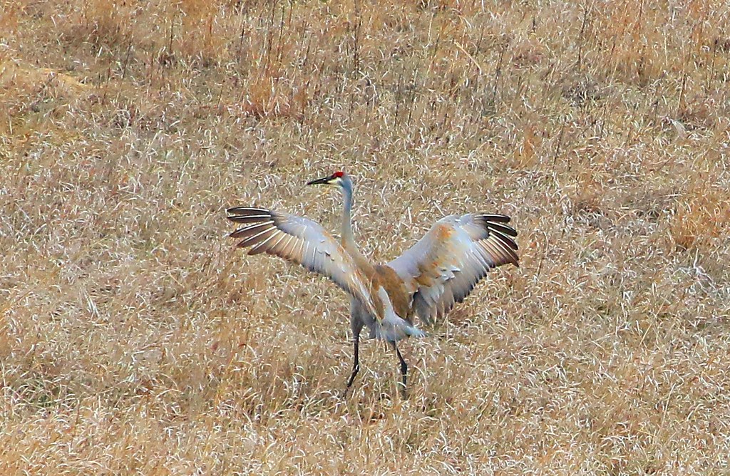 sandhill crane at Cardinal Marsh IA 854A8831 Touchdown! … Flickr