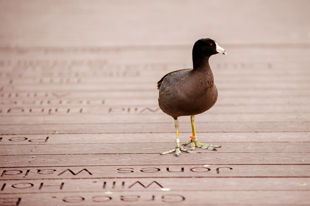 Art at the Aviary & Chase Mill Open House Tracy Aviary Flickr