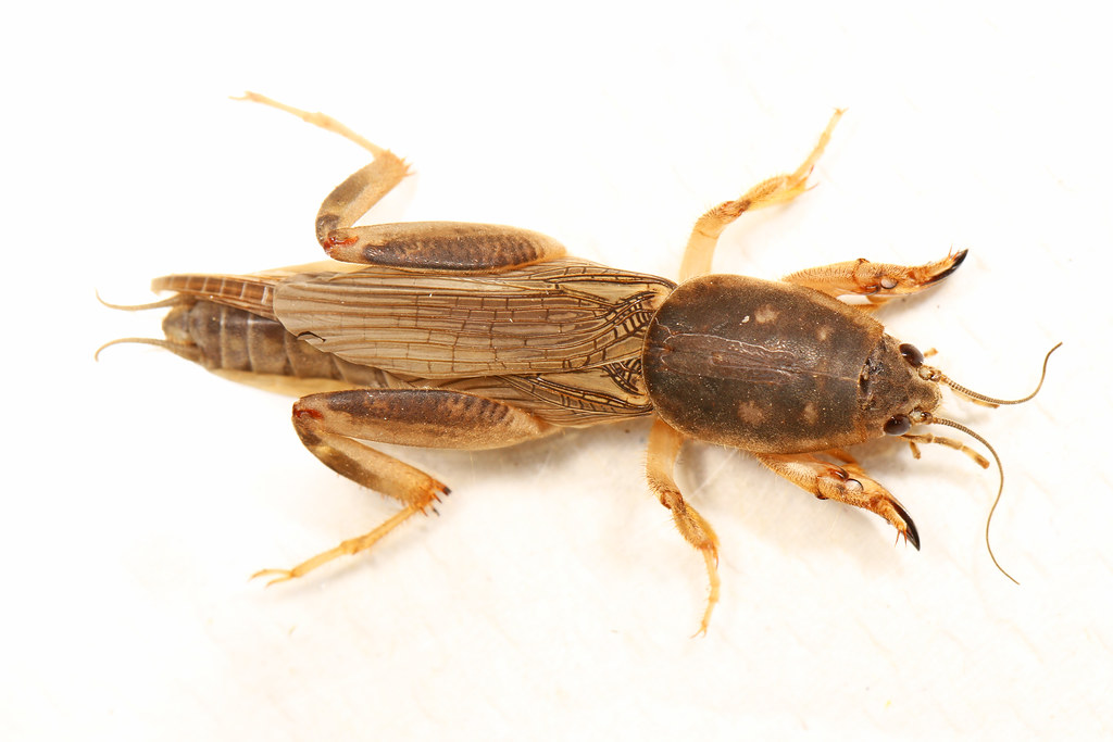 Southern Mole Cricket Scapteriscus borellii, Sapelo Isla… Flickr