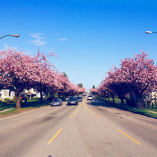 Cherry Blossoms Michael Nugent Flickr
