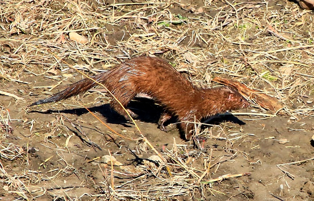 mink near Decorah IA 854A7775 Members of the weasel family… Flickr