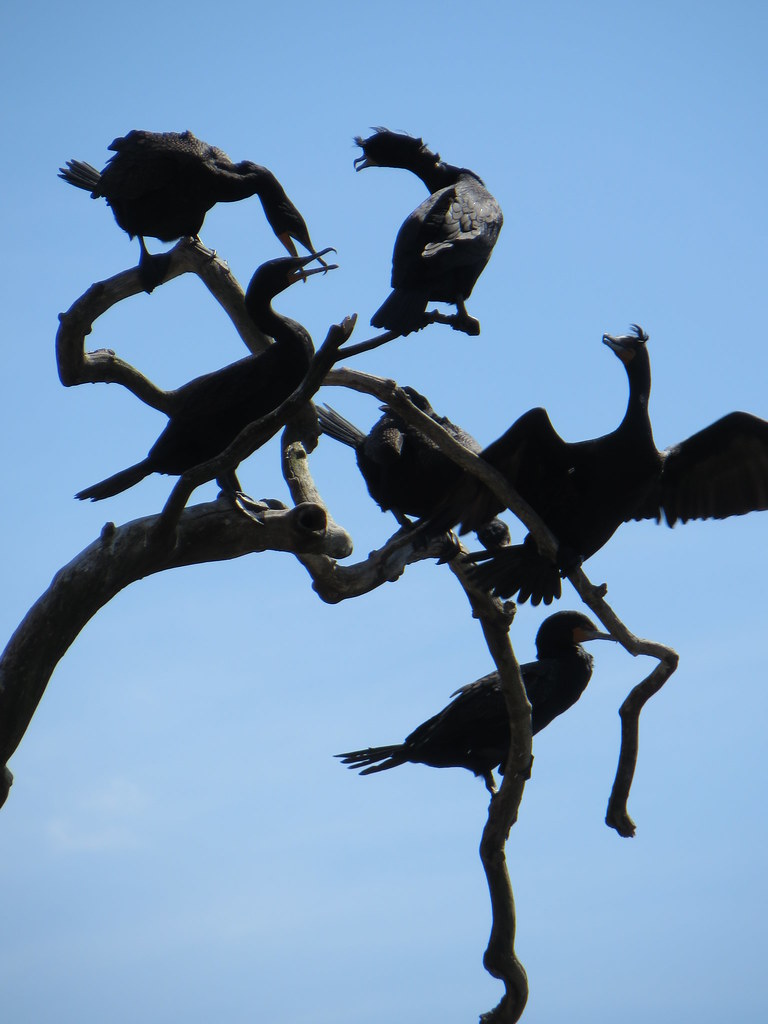Cormorants Level 1 Capital Crescent Trail Chesapeake and O… Flickr