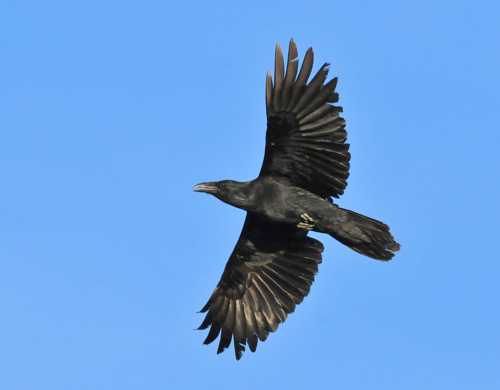 Common Raven on Seedskadee National Wildlife Refuge Flickr