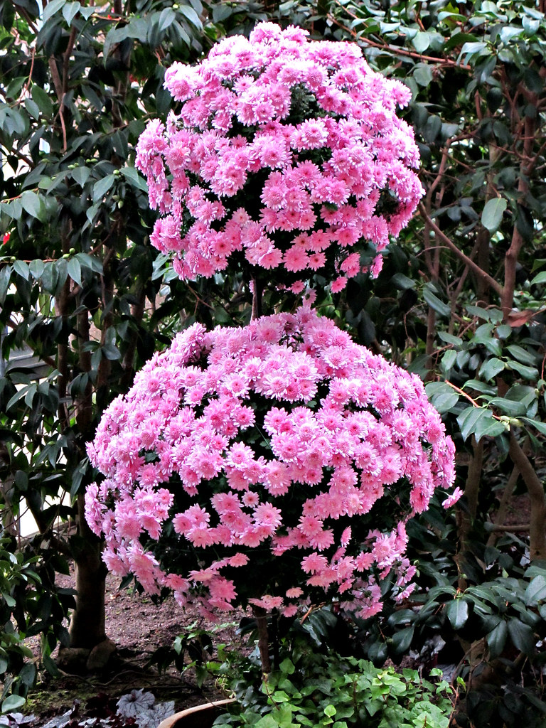 Chrysanthemum Festival, Longwood Gardens IMG_0318 Longwood… Flickr
