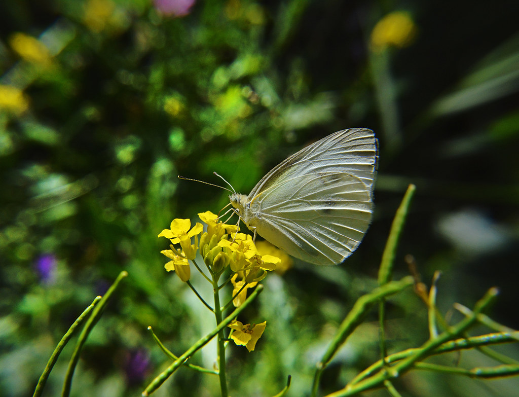 White butterfly butterfly in garden Ali Flickr