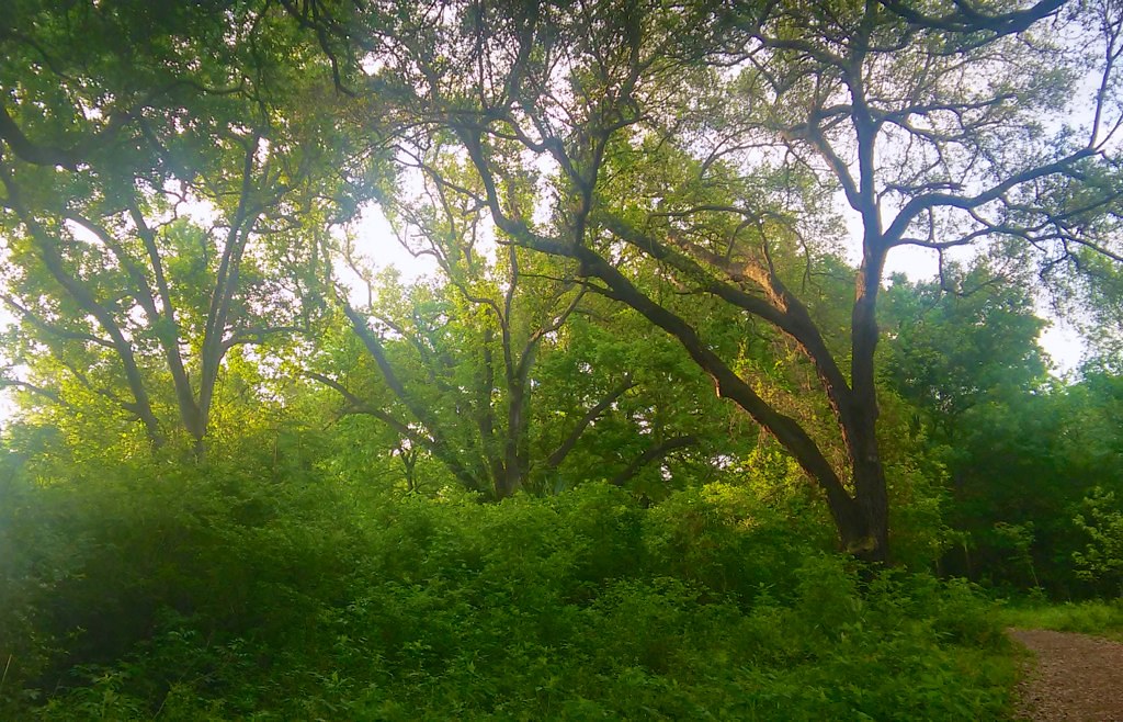 Couterie Forest, City Park, NOLA Van Remsen Flickr