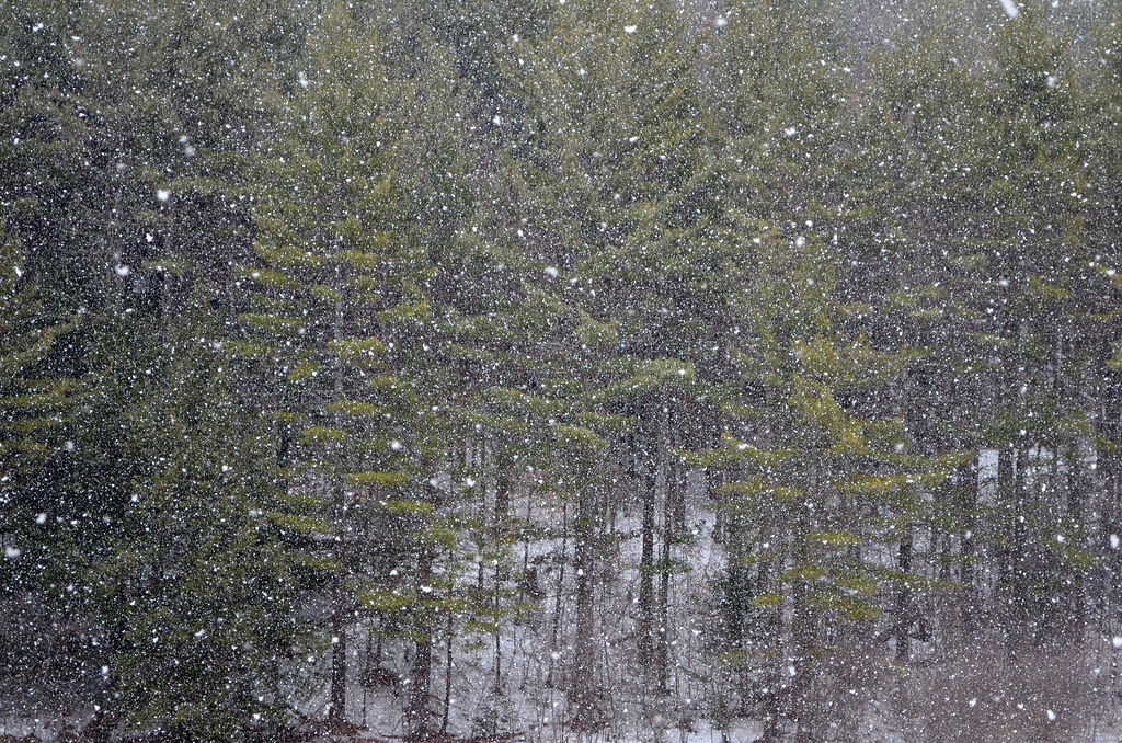 DSC_6436 April snow, Putney VT Putneypics Flickr