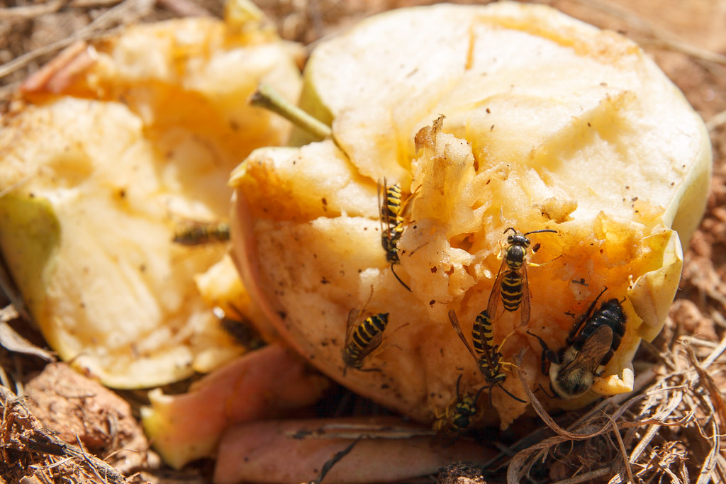 Yellow jackets like apples Ethan Trewhitt Flickr