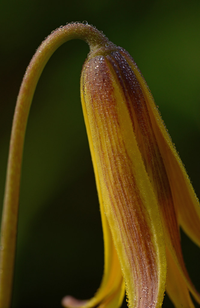 Yellow Trout Lily Erythronium americanum In my backyard… Flickr