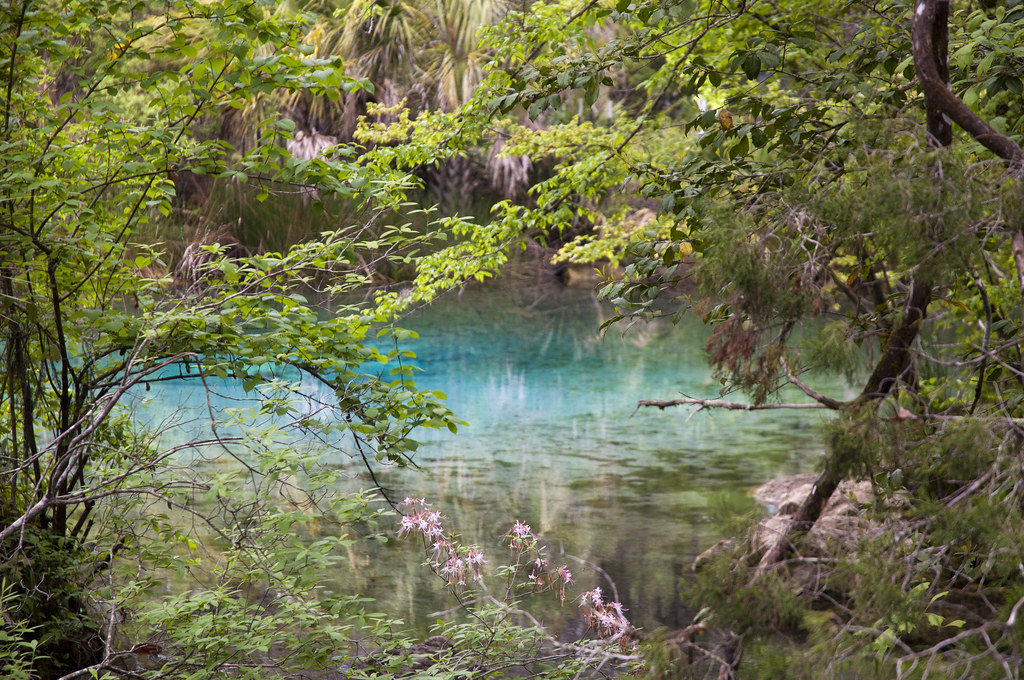 Pitt Spring Econfina Creek Water Management Area, Florid… Flickr