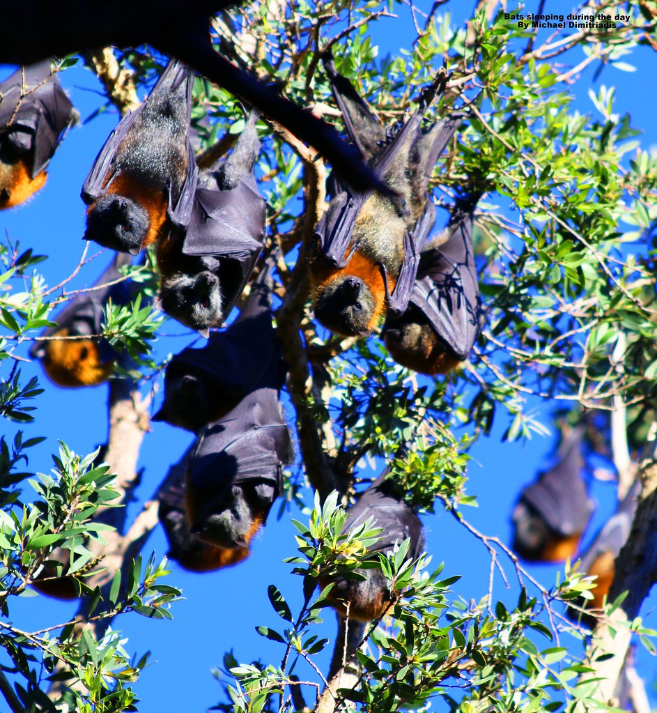 Bats sleeping during the day !! Michael Dimitriadis Flickr
