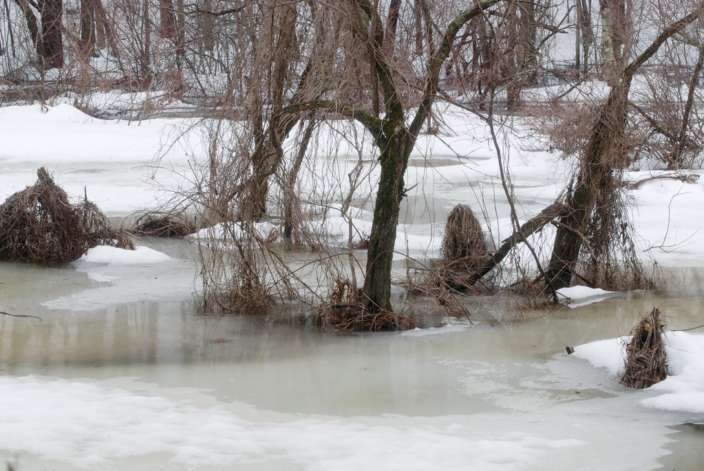 Pine Tree Brook floodplain Waterstressed elms draped with… Flickr