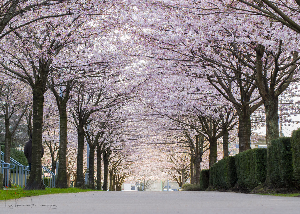 Cherry Blossoms 2015 Buchanan Street and Rosser Avenue Bur…