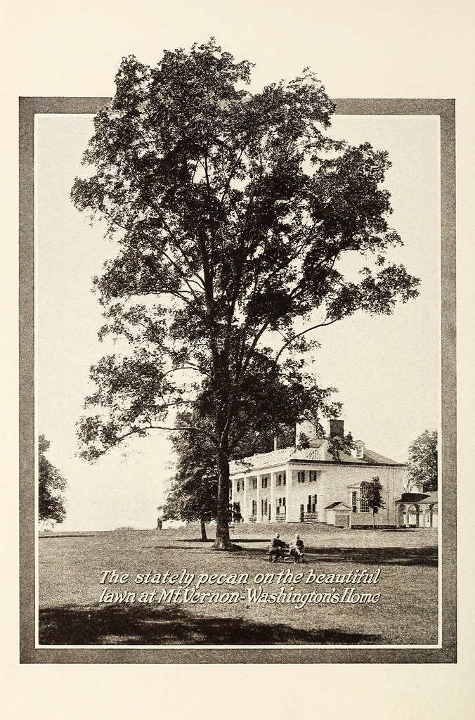 n5_w1150 Maryland Nut Nurseries, Bowie, Maryland.. Washing… Flickr