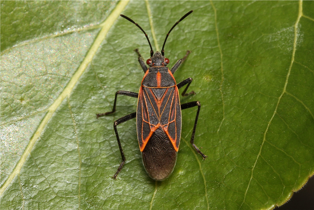 Boxelder bugs nipodwp
