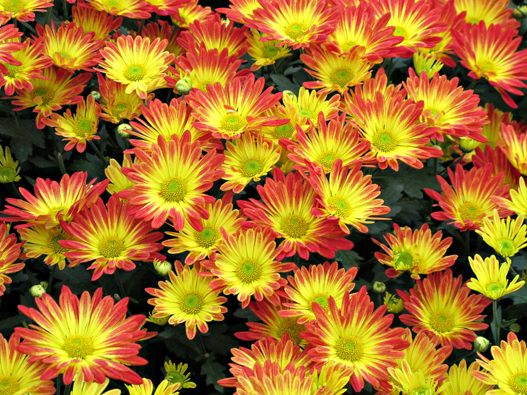 Chrysanthemum Festival, Longwood Gardens IMG_0351 Longwood… Flickr