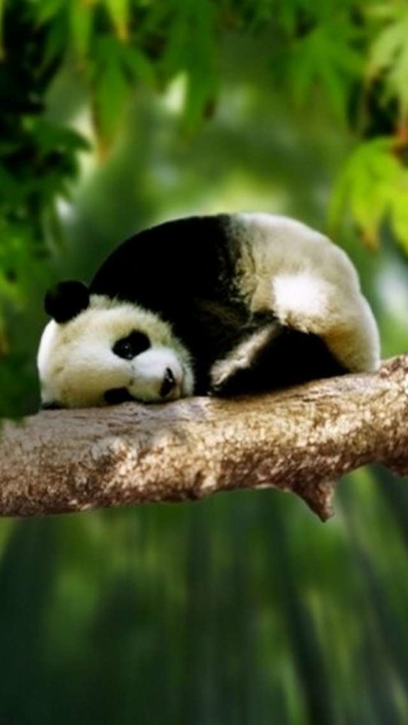 Baby Animal Iphone Wallpaper Free Desktop Baby Animal Ipho… Flickr