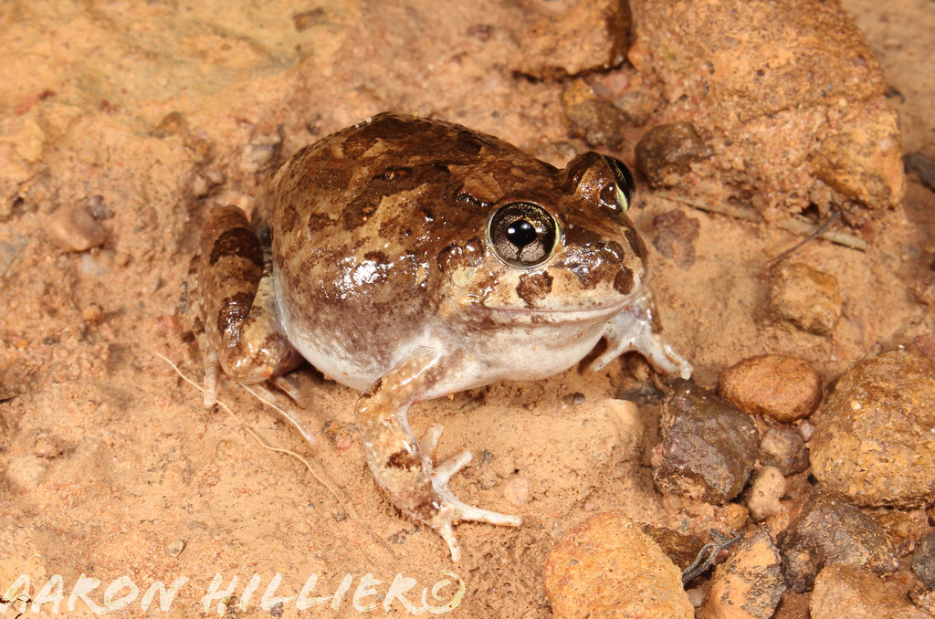 Ornate Burrowing Frog (Opisthodon ornatus) Aaron Hillier Flickr
