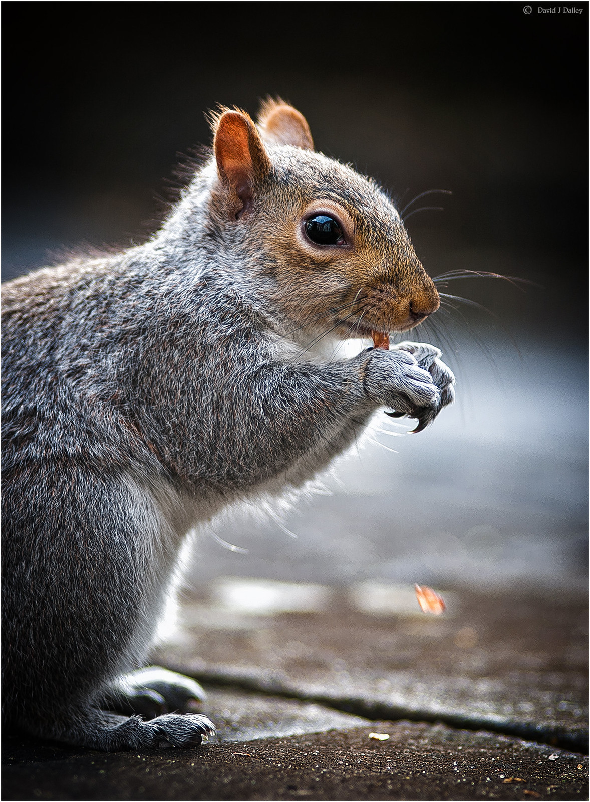 All sizes Grey Squirrel Flickr Photo Sharing!