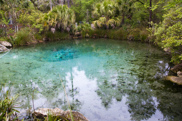 Pitt Spring Econfina Creek Water Management Area, Florida a photo