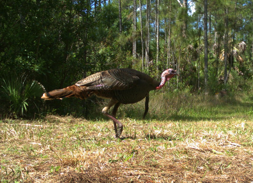 Osceola turkey Another Osceola turkey photographed at Big … Flickr