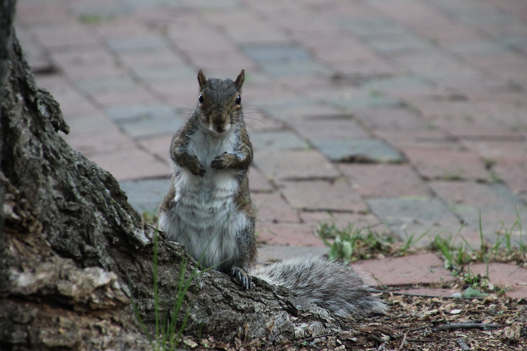 Squirrels at Vanderbilt University (Nashville, Tennessee) … Flickr