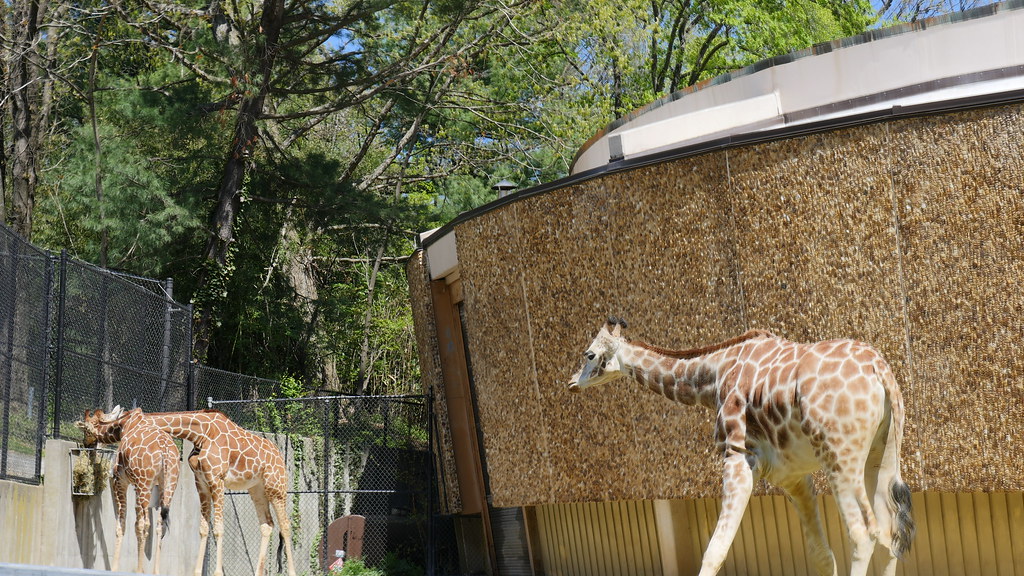 Baltimore Zoo Taken with a gh4 on 20150426 David Flickr