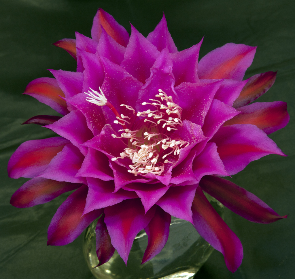 Epiphyllum Oberon Don Flickr