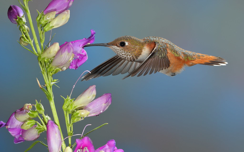 Rufous Hummingbird Attracted to sugar water put in the blo… Flickr
