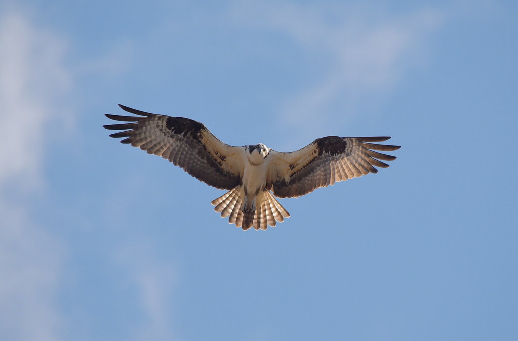 Do Osprey Hunt In The Ocean at Lenita Threadgill blog