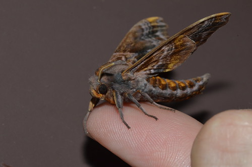  7825 Paonias myops Smalleyed Sphinx Moth Cuivre Riv… Flickr