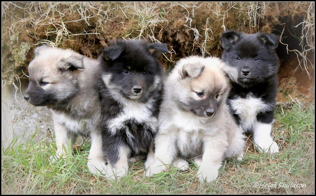 Icelandic sheep dog puppies Flickr