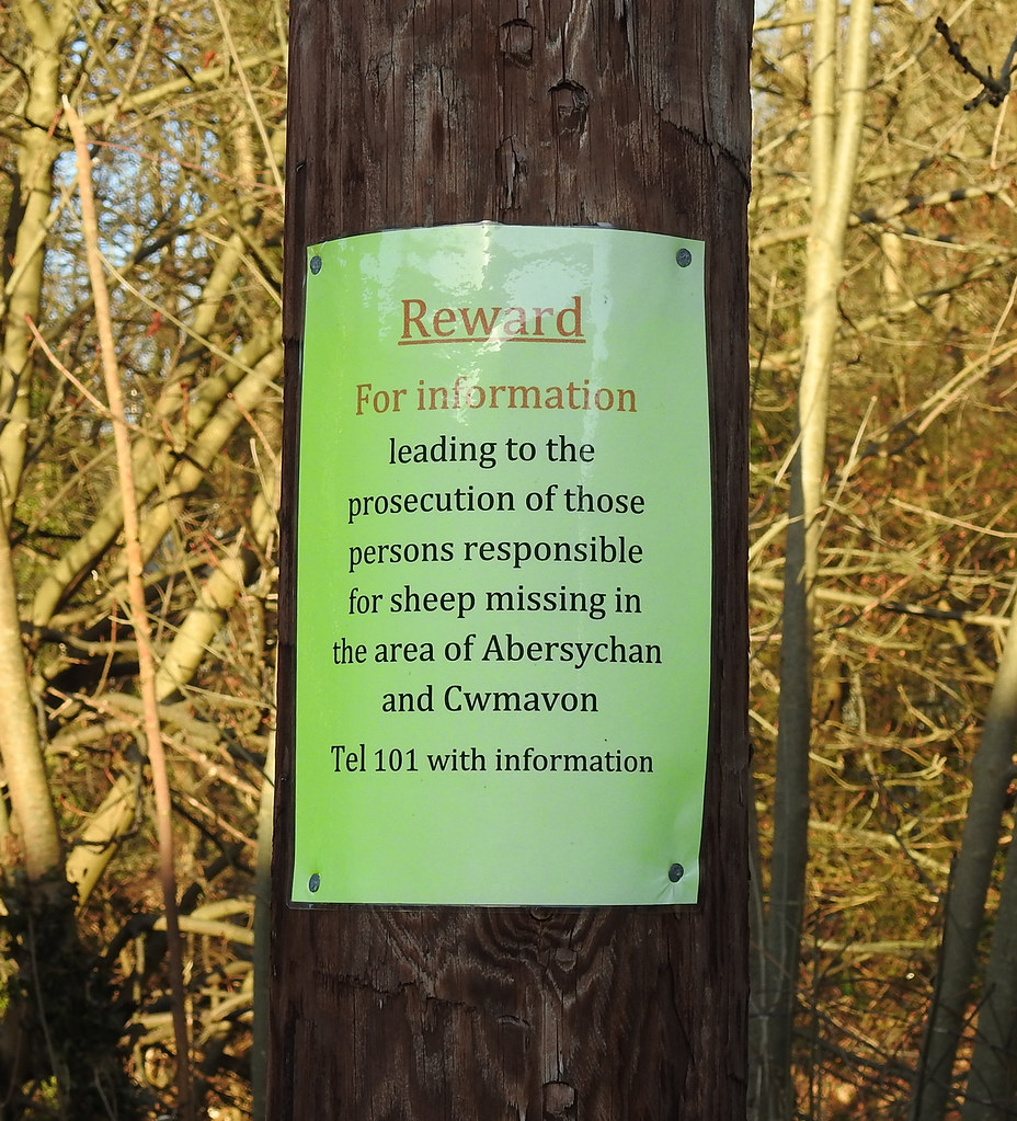 Sheep Rustling! Limekiln Road, Abersychan 26 December 2016… Flickr