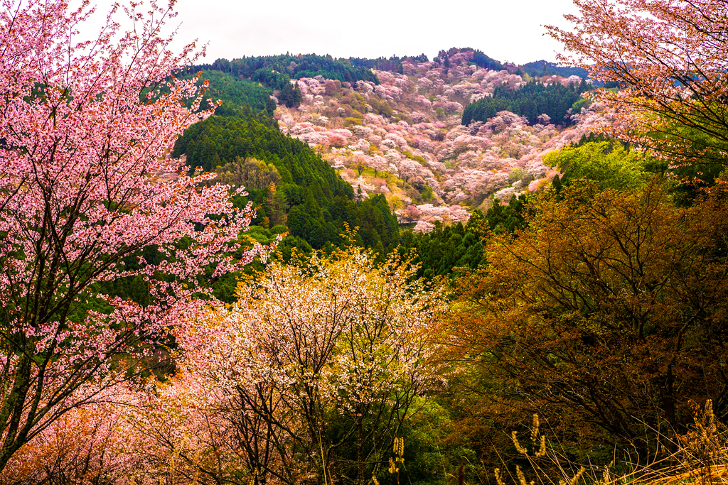 Thousand Cherry Blossom Trees at a Glance (一目千本桜) on Mt. Y… Flickr