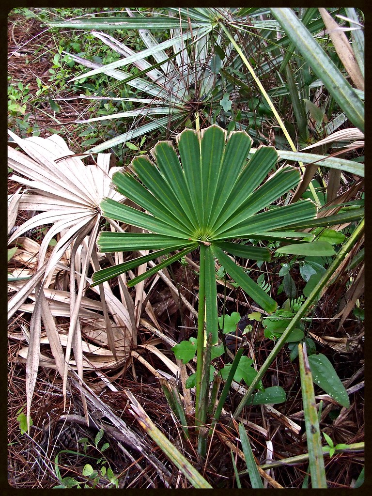 oddly growing palm I saw 2 of these "cut off" palm leaves.… Flickr