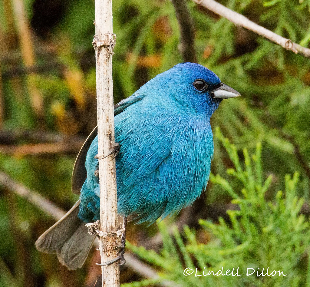 Indigo Bunting Staking out a territory in the Oklahoma Cro… Flickr