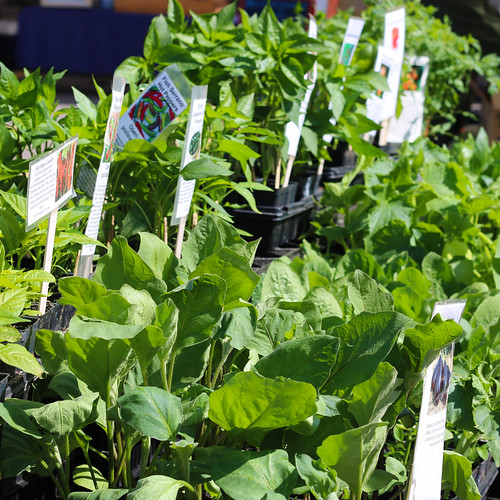 Fresh Veggie Plants SoWa Boston Flickr