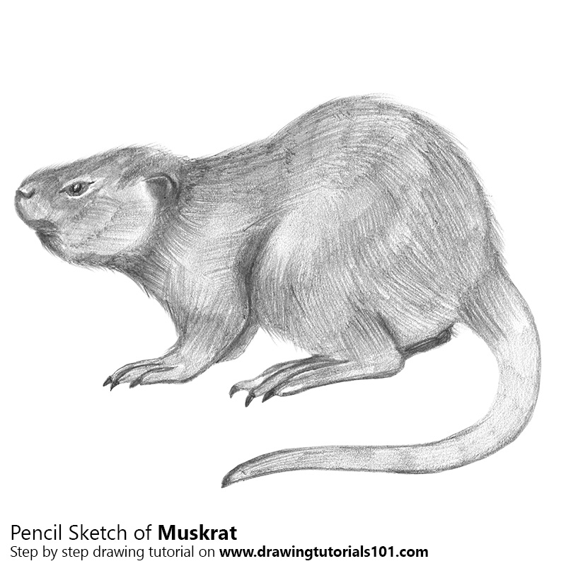 How To Draw A Muskrat With Pencils [Time Lapse] Muskrat Is… | Flickr